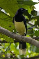 Cyanocorax affinis
