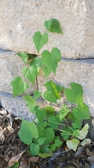 Ampelopsis cordata