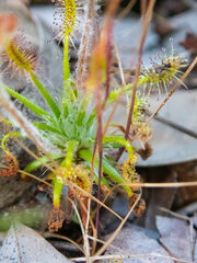 Drosera scorpioides