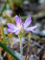 Drosera scorpioides