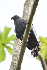 Geranospiza caerulescens