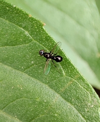 Sepsidae