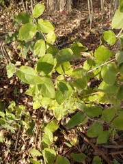 Lonicera