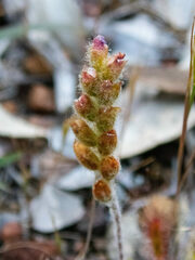 Drosera scorpioides