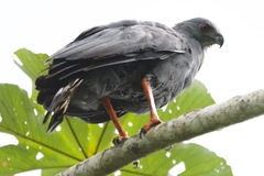 Geranospiza caerulescens