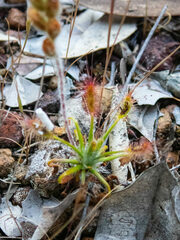 Drosera scorpioides