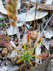 Drosera scorpioides