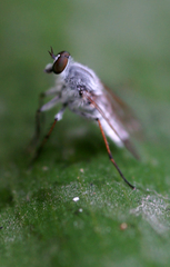 Therevidae
