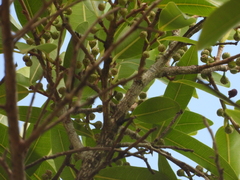 Ficus schumacheri