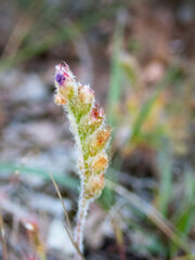 Drosera scorpioides