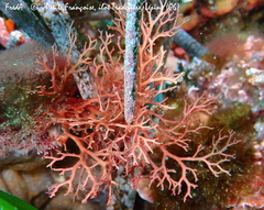 Sphaerococcus coronopifolius