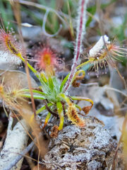 Drosera scorpioides