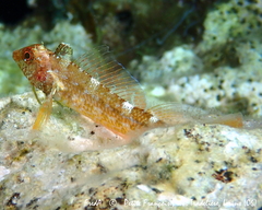 Tripterygion delaisi