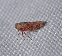 Neoaliturus tenellus