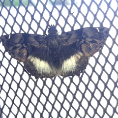 Noctuana
