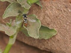 Ischiodon aegyptius