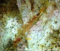 Tripterygion delaisi