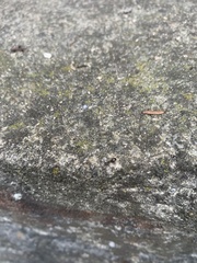 Dolichoderus quadripunctatus