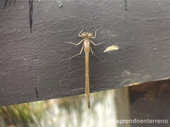 Oxyagrion rubidum
