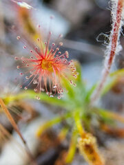 Drosera scorpioides