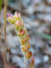 Drosera scorpioides
