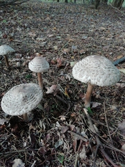 Chlorophyllum