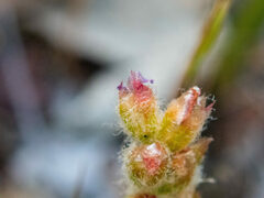 Drosera scorpioides