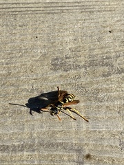 Polistes dominula