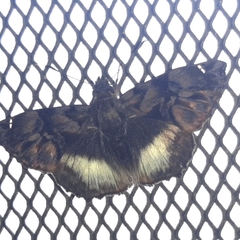 Noctuana