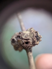 Callirhytis quercuspunctata