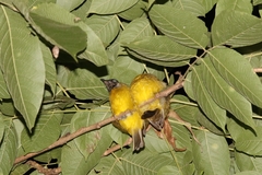 Rubigula flaviventris