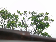 Eupsittula canicularis