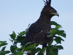 Lophaetus occipitalis