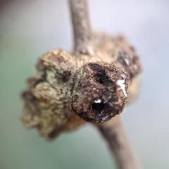 Callirhytis quercuspunctata