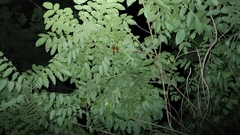 Rubigula flaviventris