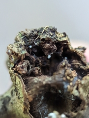 Callirhytis quercuspunctata