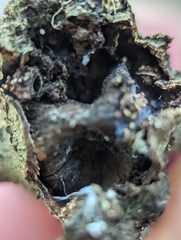 Callirhytis quercuspunctata