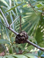 Callirhytis quercuspunctata