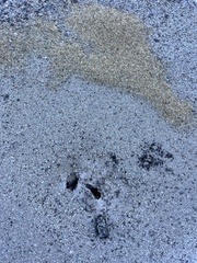 Veromessor pergandei