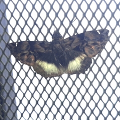 Noctuana