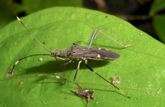 Narbo biplagiatus