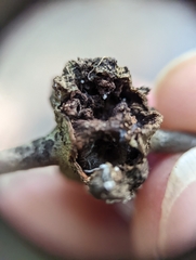 Callirhytis quercuspunctata