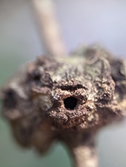 Callirhytis quercuspunctata