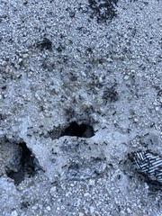 Veromessor pergandei