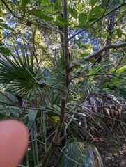 Callirhytis quercuspunctata