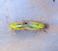 Cicadula quadrinotata