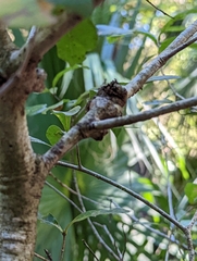 Callirhytis quercuspunctata