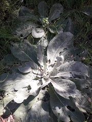 Verbascum pulverulentum
