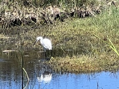 Egretta garzetta garzetta