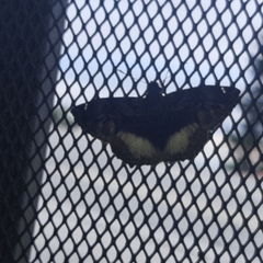 Noctuana